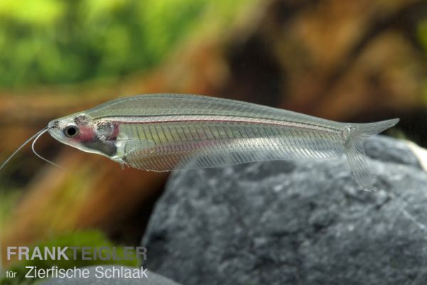 Indischer Glaswels - Kryptopterus bicirrhis